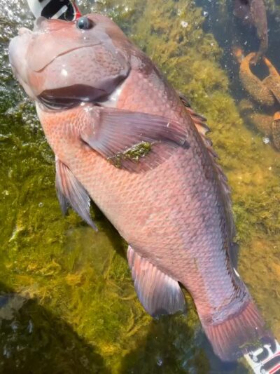 <p>福山様 沖の北 エビ撒き釣りでコブありカンダイ！モンスター！</p>