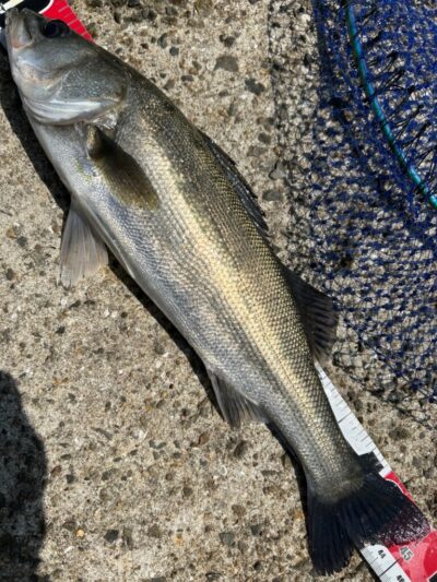 <p>福山様 沖の北 エビ撒き釣りでハネ45cm！</p>