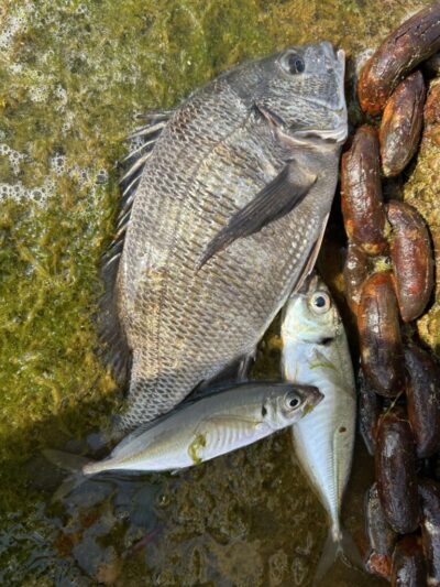 <p>福山様 沖の北 エビ撒き釣りで中アジとチヌ！</p>