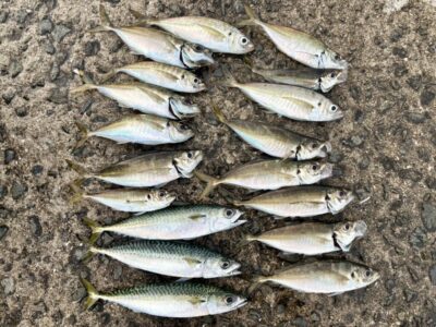 <p>レジェンド山本 沖の北先端内向き サビキで中アジとサバ！4時半便〜6時半での釣果</p>