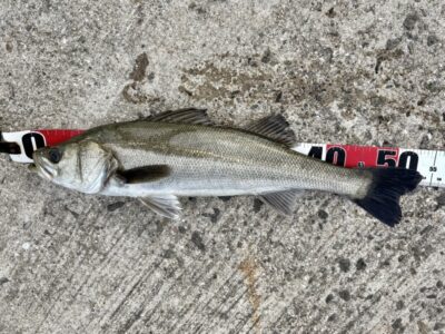 <p>福山様 沖の北内向き エビ撒き釣りでハネ54cm！2本目♪</p>