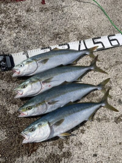<p>上垣内様 沖の北 ショアジギでハマチ！8ヒット4キャッチ！</p>