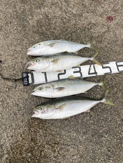 <p>上垣内様 沖の北 ショアジギでハマチ4本！流石です♪</p>