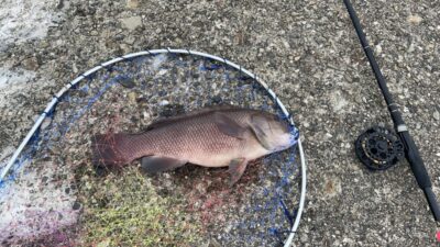 <p>ちょんまげ食堂釣り部様 旧一文字赤灯 落し込みでカンダイ！</p>