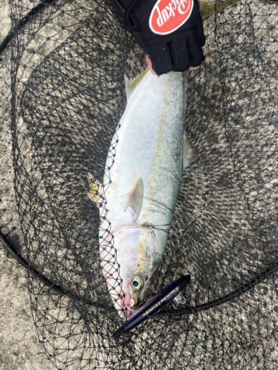 <p>沖の北 セットアッパーでハマチ！7時頃にヒット！</p>