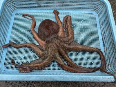 <p>マスカッツ様 沖の北 タコエギでタコ🐙950g！</p><p>大ダコダービー開催中！渡船券最大8枚ゲットのチャンス！</p>