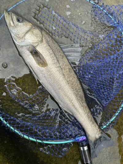 <p>福山様 沖の北 エビ撒き釣りでハネとセイゴ！</p>