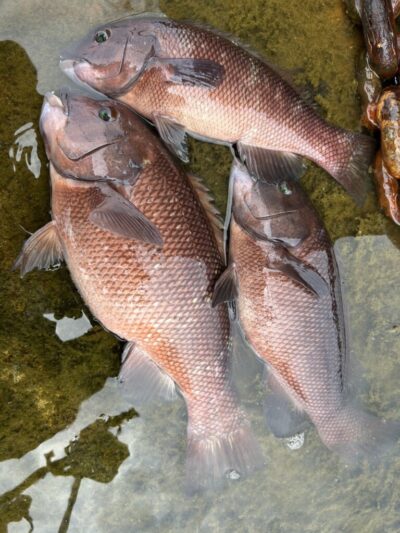 <p>福山様 沖の北 エビ撒き釣りでカンダイ3つ♪</p>