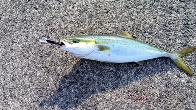 <p>にったこ様 沖の北 セットアッパーでハマチ！7時頃にヒット！食い方が高活性な感じ♪</p>