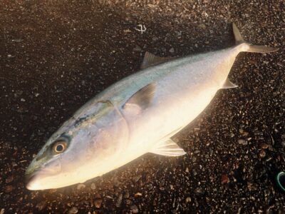 <p>増田様 沖の北 ショアジギでブリ81cm！5時40分にヒット！</p>