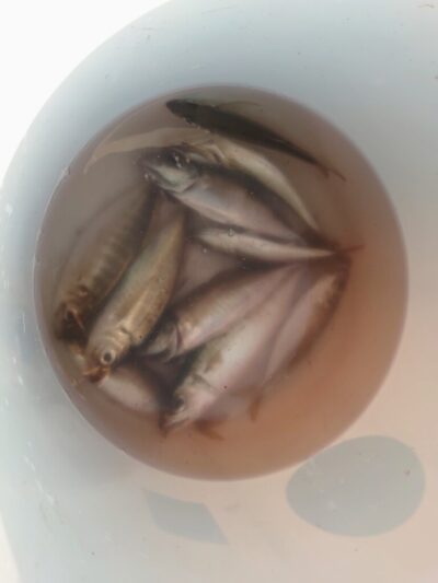 <p>沖の北先端内向き 足元サビキで中アジとサバ！しっかり撒き餌をしっかりしても釣れるペースはかなり遅いです。</p>