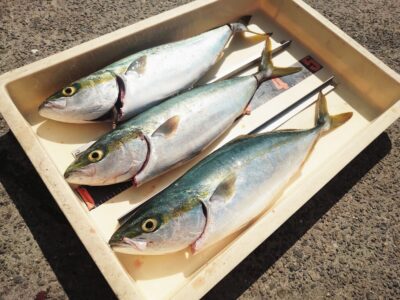 <p>沖の北 ショアジギでハマチ3本！今日は足元表層か沖の中層〜ボトムでした。</p>