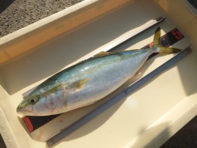 <p>骨折の唐見君 沖の北 ショアジギでハマチ！</p>