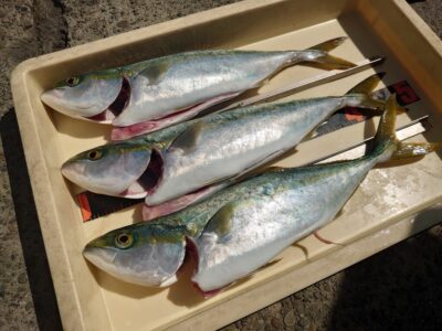 <p>辰様 沖の北 ショアジギでハマチ！</p>
