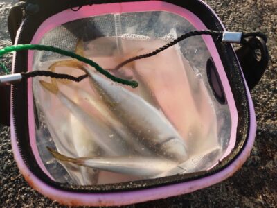 <p>沖の北オイルフェンス周辺 足元サビキで小〜中アジ！4時半で渡ってすぐに釣れて、7時前まで釣れてました。いい人で20匹くらい。今日は泉州サビキがよかったみたい。</p>
