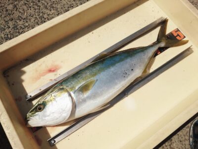 <p>骨折治りかけの唐見君 沖の北 ショアジギでハマチ！8時半頃にヒット！</p>