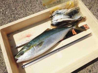 <p>加藤様 沖の北 内向き足元サビキで小〜中アジ！外向きショアジギでハマチ！</p>