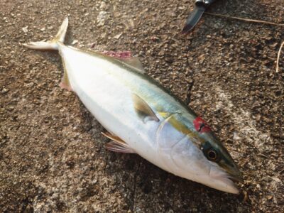 <p>沖の北 セットアッパーでハマチ！6時頃にヒット！今日も釣れるタナがばらばらで難しい…。</p>