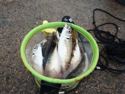 <p>定近様 沖の北 オイルフェンス内向き 足元サビキで中アジ！4時半便で渡ってすぐに釣れて6時頃にはアタリが止まっていました。昨日よりはちょっといいペースでサイズも中アジで揃っていました。</p>