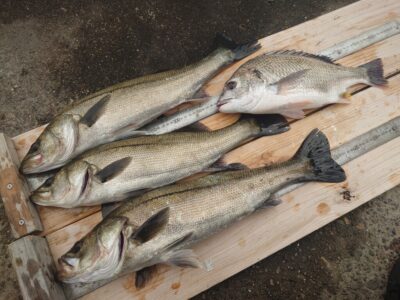 <p>福山様 沖の北 エビ撒き釣り（シラサが無くて地エビ使用）でハネ56.5cmとキビレ41cm！</p>
