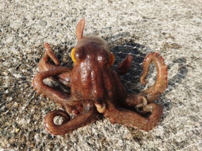 <p>アドレンジャー様 沖の北内向き タコエギで1キロくらいのタコ🐙7時20分にヒット！</p>