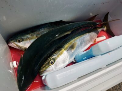 <p>沖の北 ショアジギでハマチ！今日は9時便まで釣場で様子を見てたんですが、たまにナブラ出たりして魚はけっこういる感じでした。ただショートバイトやバラしも多かったように思います。タナもばらばらでした。</p>