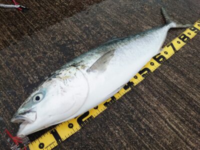 <p>市村様 別撮り 久しブリ95cm♪</p>