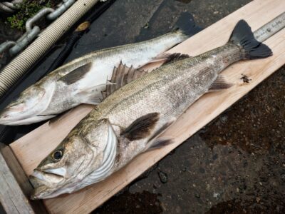 <p>福山様 沖の北 エビ撒き釣りでハネ67.5cm！</p>