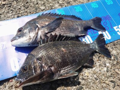 <p>ちょんまげ食堂釣り部様 旧一文字赤灯 落し込み（岩ガニ）でチヌ44.5cmまでを2枚！</p>
