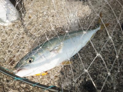 <p>沖の北 ジャックアイ・フリフリバイブでハマチ！7時頃にヒット！7時まででハマチ4本確認できました。</p>