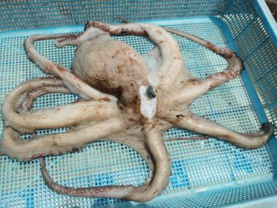 <p>坪井様 旧一文字赤灯 タコエギで良型タコ900g！</p>