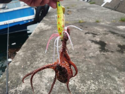 <p>旧一文字カーブ 新子タコ🐙リリースしました♪新子が増えてくるのはもう少し先です。</p>