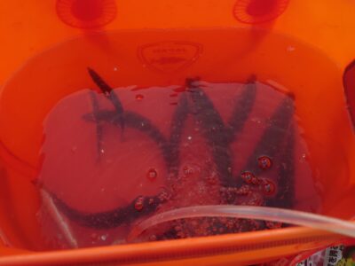 <p>沖の北先端内向き 足元サビキで小〜中アジ！1番船で渡ってすぐはちょっとだけ時合いあり、明るくなるとかなりペースダウン。カタクチも釣れてました。7時頃ウィリーサビキを使ってる名人さんだけ連発してました。</p>