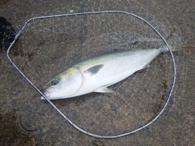 <p>沖の北 ジャックアイ・フリフリバイブでブリ83cm！8時ちょい前にヒット！アズーロLLネットでキャッチ！ブリでもこの余裕♪</p>