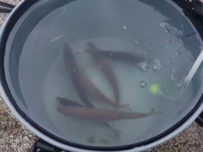 <p>沖の北 4時半便で渡ってすぐはぼちぼち釣れるんですが、5時半を過ぎるとペースダウン…。しっかり撒き餌を続ければポツポツは拾えるんですが。先端内向きとオイルフェンス内向きどちらも釣れてました。美味しそうな中アジ♪</p>