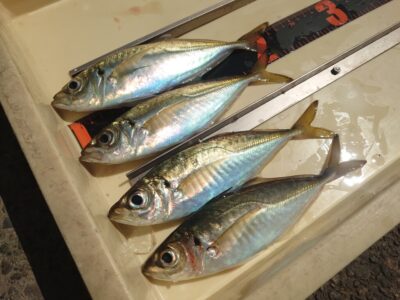 <p>ハンター高倉様 沖の北先端内向き 足元サビキで中アジ！名人の腕をもってしても…今日は厳しかったようです。</p>