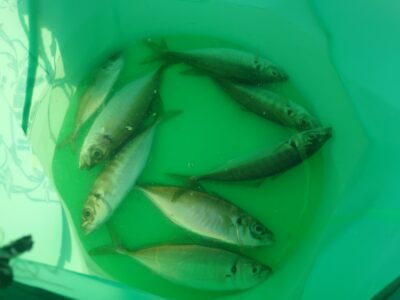 <p>沖の北 オイルフェンス周辺内向き 足元サビキで中アジ！4時半便で渡ってすぐに釣れたそうです。徐々に釣れるペースが遅くなって9時には完全沈黙…。ですがこの数日の中では1番釣れてましたね。ちょっと安定しないですが今の中アジは美味しいので狙う価値ありです。</p>