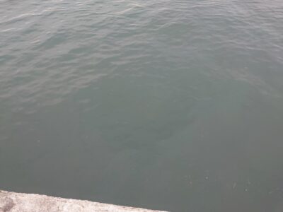 <p>沖の北内向きにカタクチが沢山入ってました。早朝外向きでボイルもしてたそうです。</p>