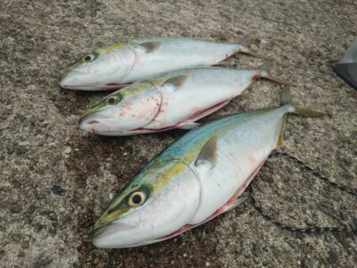 <p>沖の北 ショアジギでハマチ3本！お連れさんはゼロ…。</p>