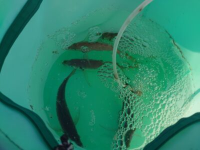 <p>沖の北 船着と先端の真ん中くらいの内向き 足元サビキで中アジ！4時半便で渡ってすぐに釣れるんですが時合いは短いです。渡ってから30分〜1時間くらい集中してやるようにしてください。竿2本出しもありかと思います。</p>