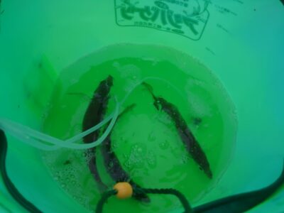 <p>沖の北オイルフェンス周辺内  昨日ほど以上入れ食い状態ではなかったですが5時前から釣れてました。5時半頃にはペースダウンしたようですが、以降もポツポツペースで釣れてましたよ。いい人で20匹くらい。</p><p>行ってすぐはピンクでも釣れてましたが完全に明るくなるとサバ皮などの白いサビキの方がかかってました。ピンクがずっといい時もあるんですが、白系の方が無難かな。</p>