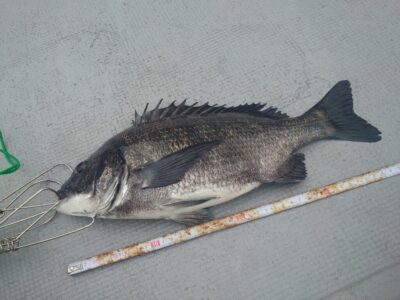 <p>ちょんまげ食堂釣り部様 旧一文字赤灯 落し込みでチヌ39cm！ミジガイ使用 落し込みには最適ないい濁りが入ってるんですけど、これといって餌がないのが…。パイプもイガイもないです。</p>