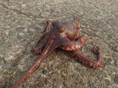 <p>沖の北内向き タコエギでタコ🐙400gくらい</p>