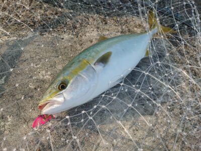<p>沖の北 メタルバイブでハマチ！6時半頃にヒット！今日はちょっと濁りが入っていたのでオレンジ・ピンクで釣ってる方が多かったです。</p>