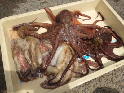 <p>旧一文字赤灯〜3番 800gまでのタコ🐙4杯！合計重量3キロでした！お見事です!</p>