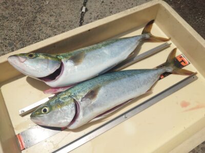 <p>沖の北 ショアジギでハマチ！今日は複数匹の方もぼちぼち</p>