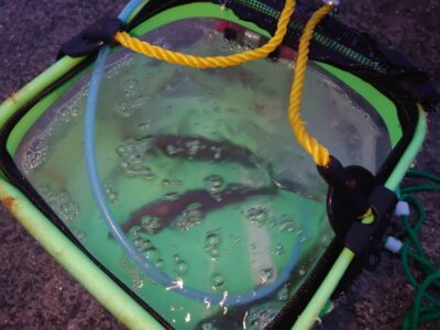 <p>沖の北 オイルフェンス周辺内向き 足元サビキで中アジ！今日は1番船を4時に変更したので早く行く分沢山釣れるかなと思ったんですが、そうでもなかったです。4時半頃から釣れ出してポツポツペース。5時半頃にはかなりペースが落ちてました。今日はピンクのサビキがよかったみたい。1番釣ってる人で15匹ほどでした。</p>