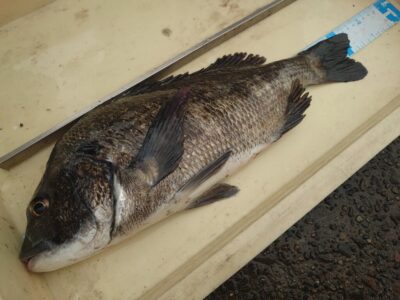 <p>三谷様 沖の北 エビ撒き釣りでチヌ42.4cm！</p>