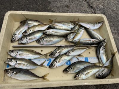 <p>島田様　沖の北　サビキ釣り(竿下)  アジ22cmまで🎣</p>