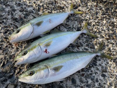 <p>釣れちゃう犬　沖の北　メタルバイブ　ハマチ3匹🎣6時頃に連発♪♪</p>
